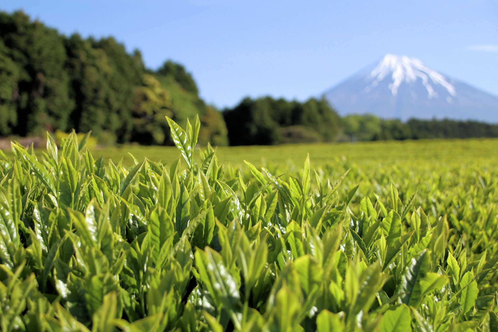 仕入力が試される令和七年の新茶シーズン